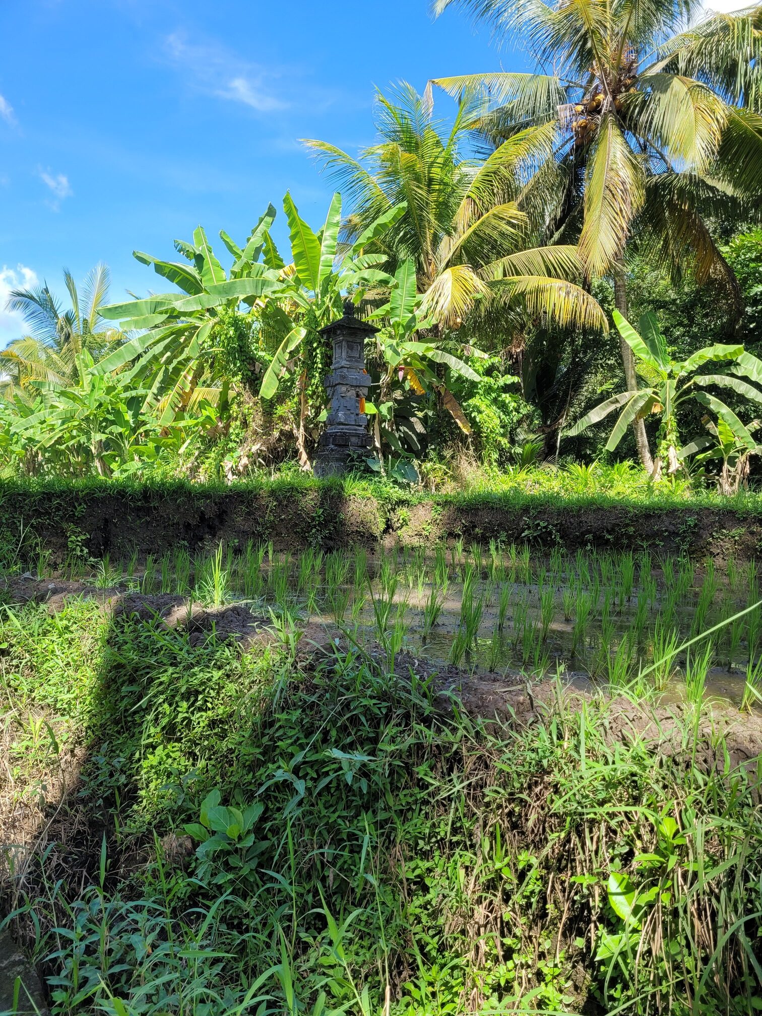 Rondreizen door Bali