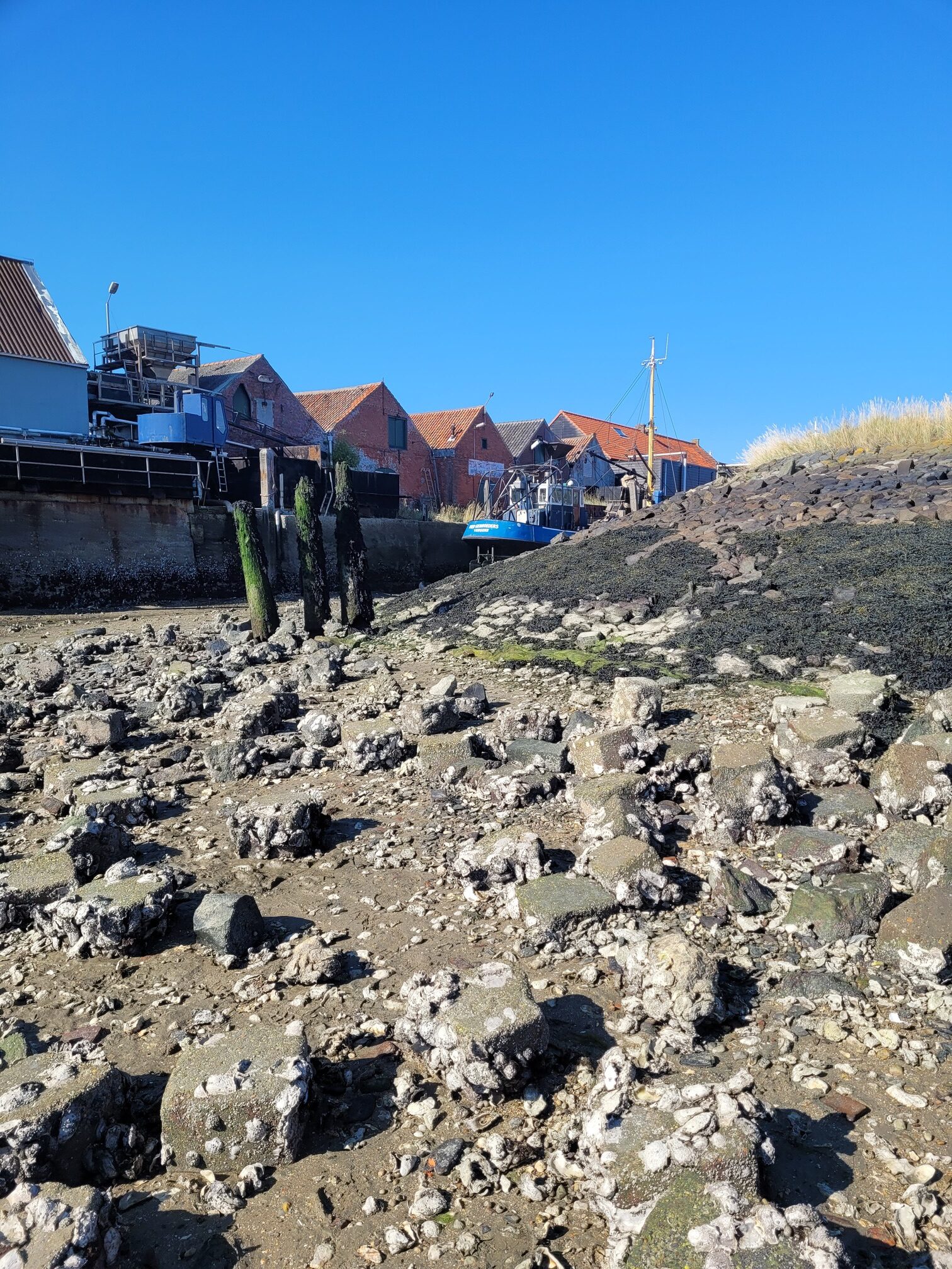 Oesters rapen in Zeeland