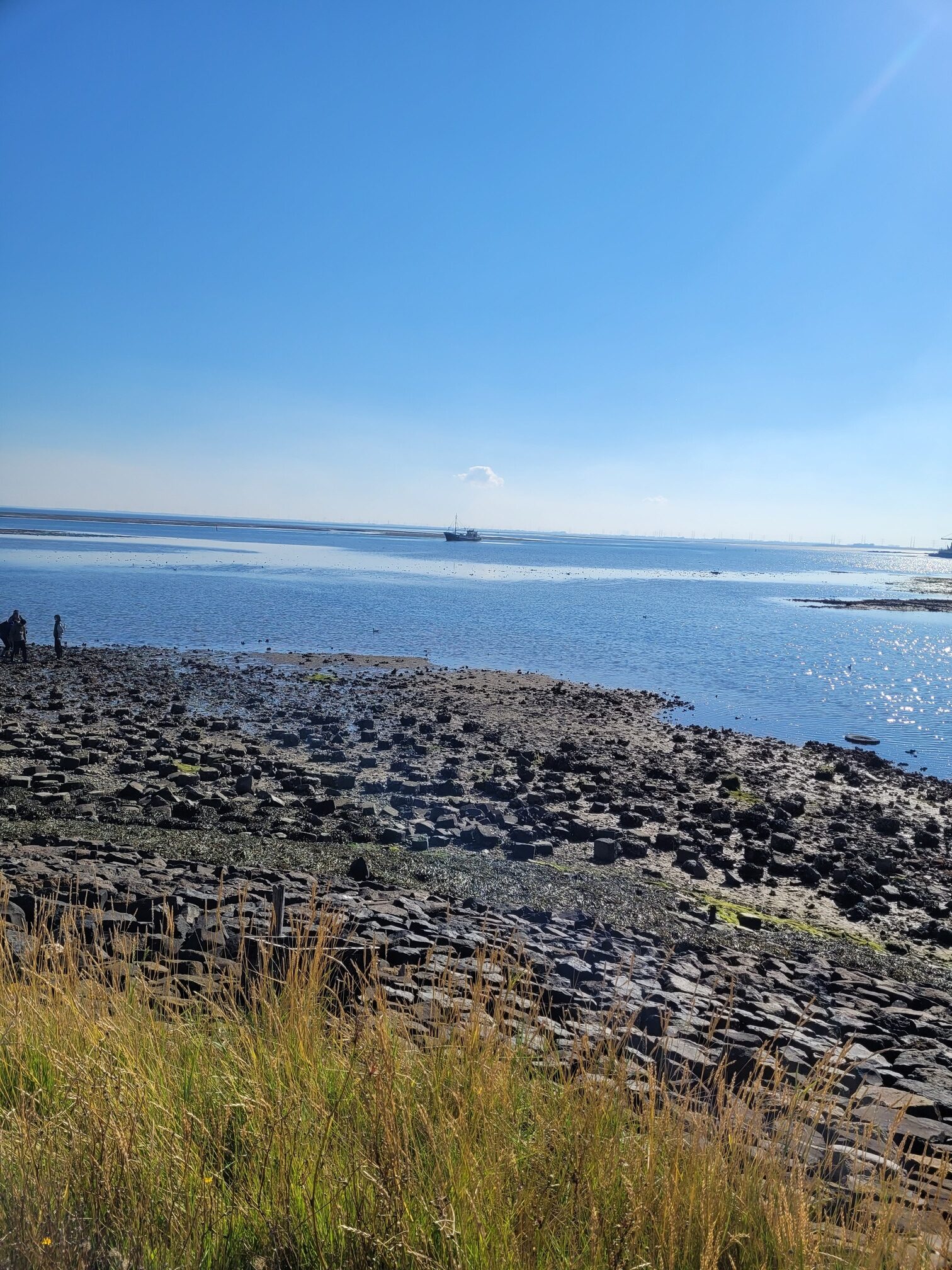 Oesters rapen in Zeeland