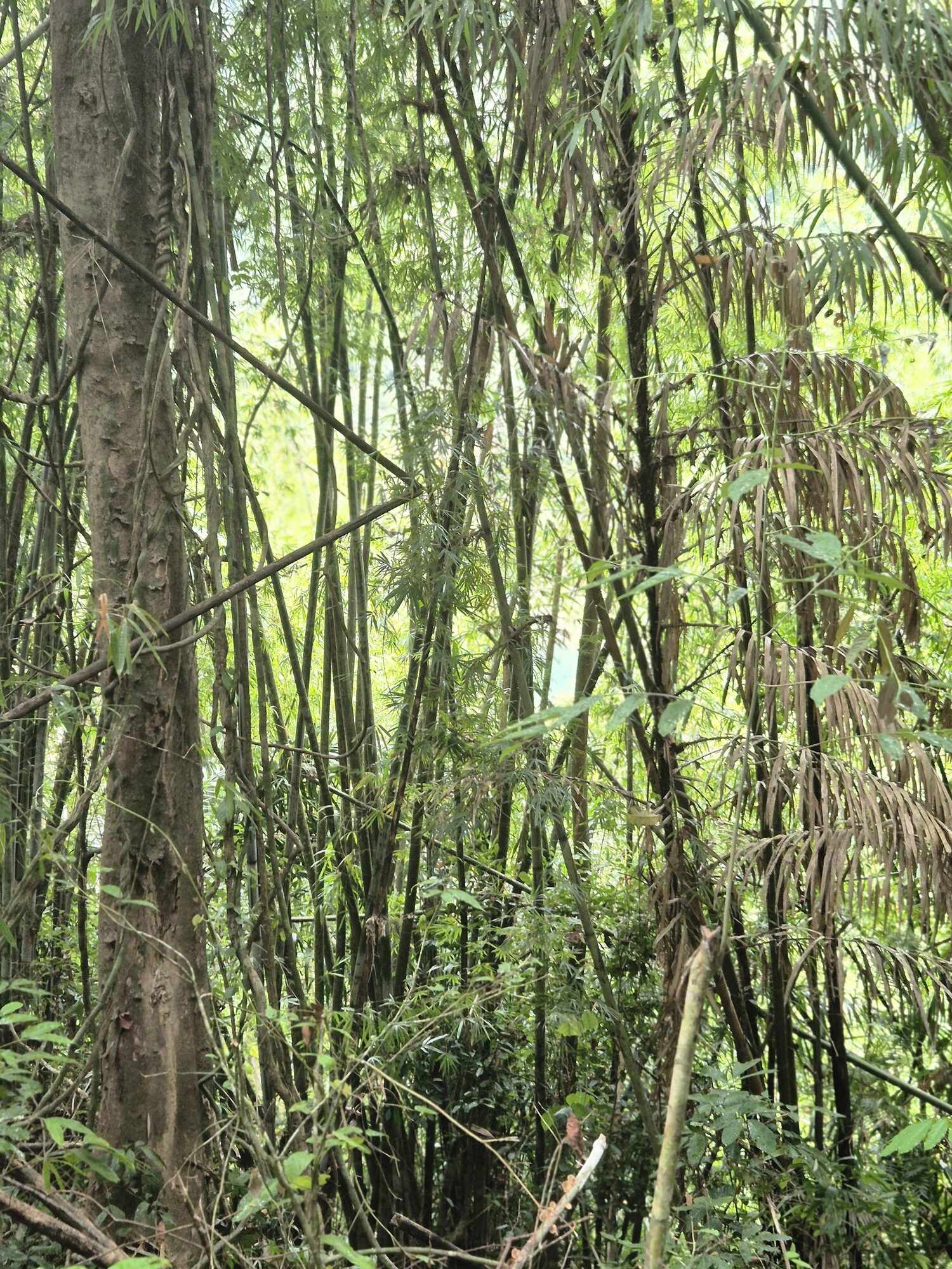 Midden- en Zuid Thailand